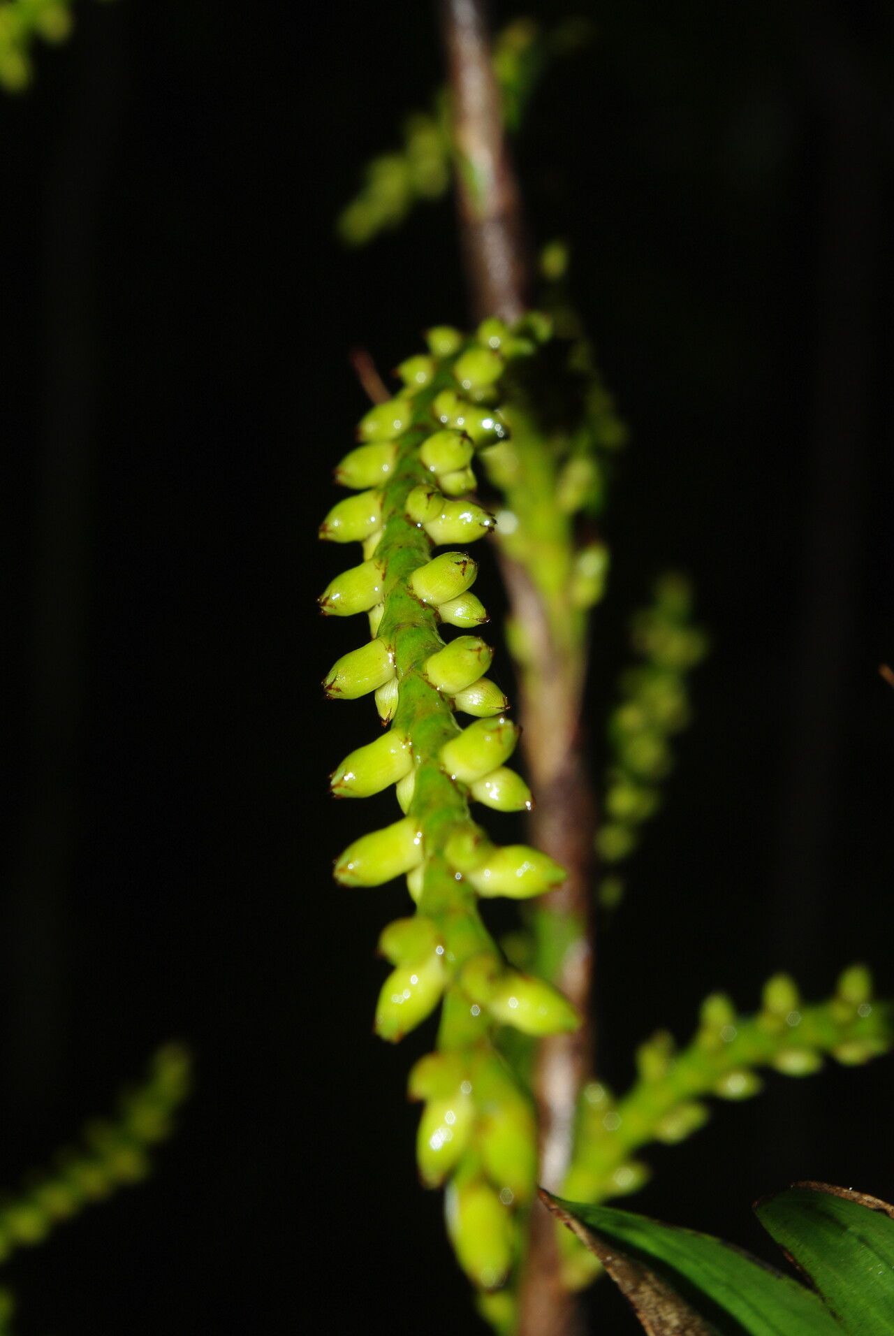 Laccosperma korupense flower