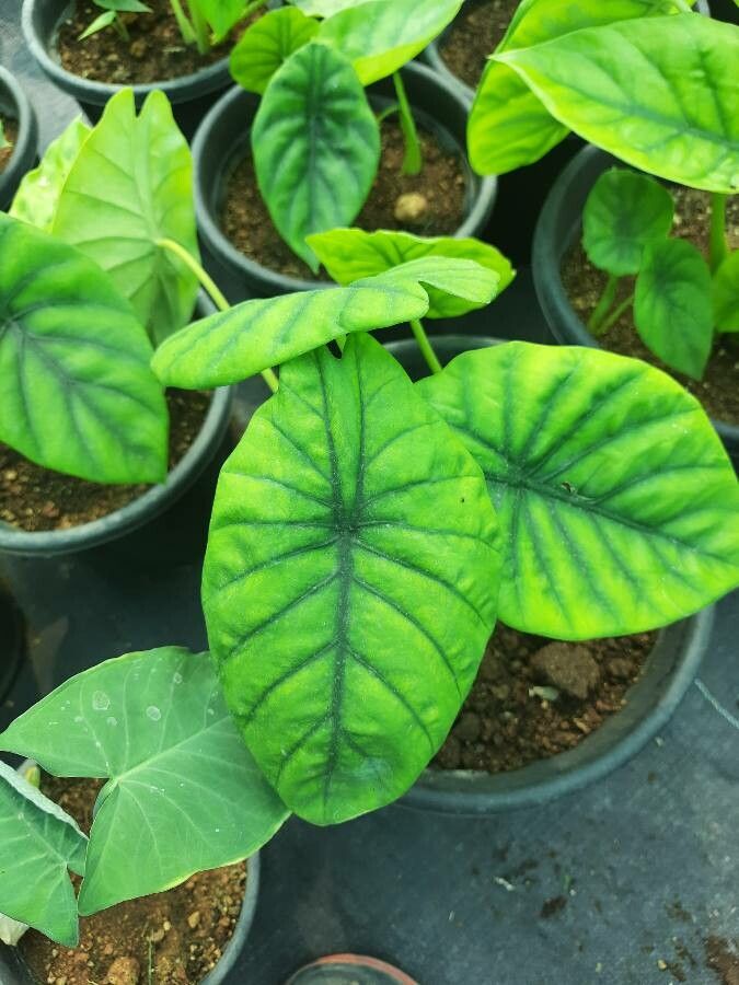 Alocasia clypeolata — search result for 'Alocasia'