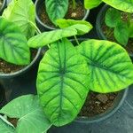 Alocasia clypeolata