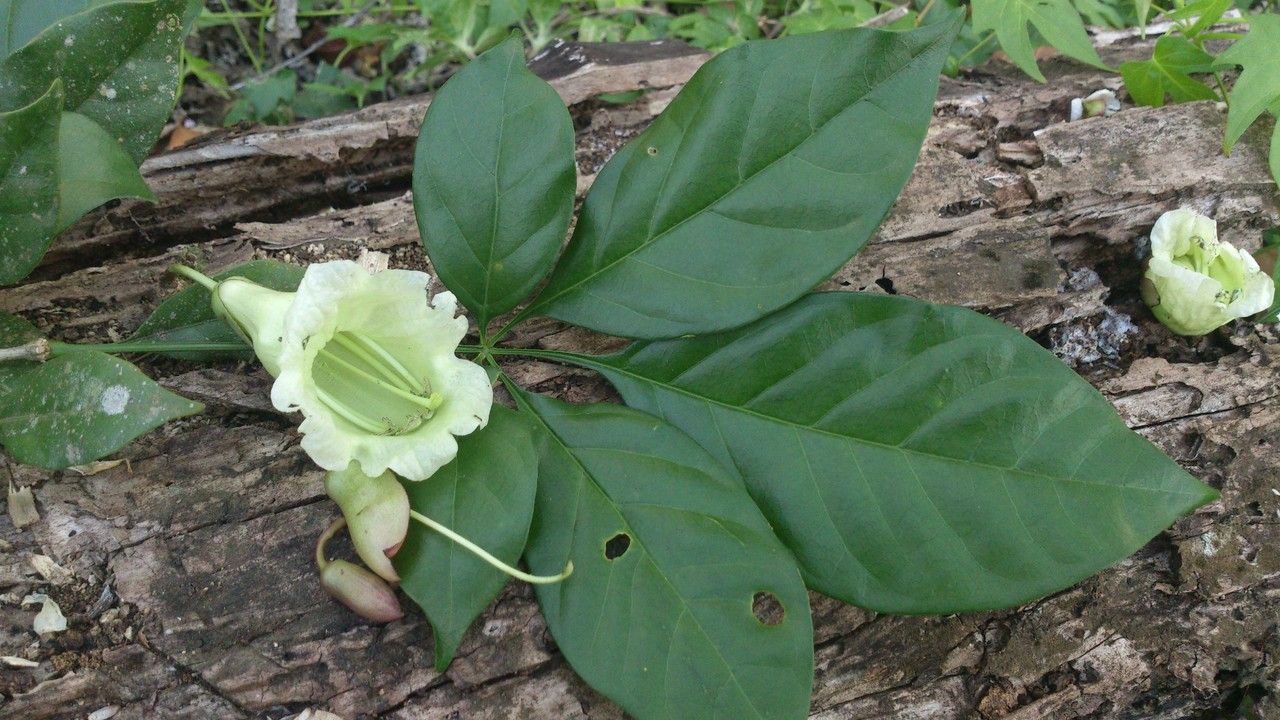 Parmentiera macrophylla — related species from the same genus