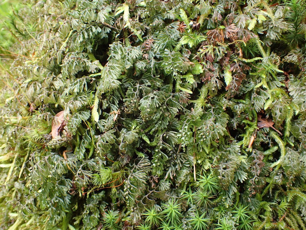 Hymenophyllum tunbrigense habit