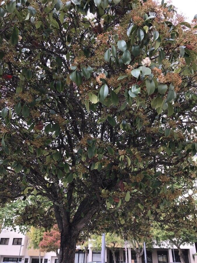 Antidesma venosum flower