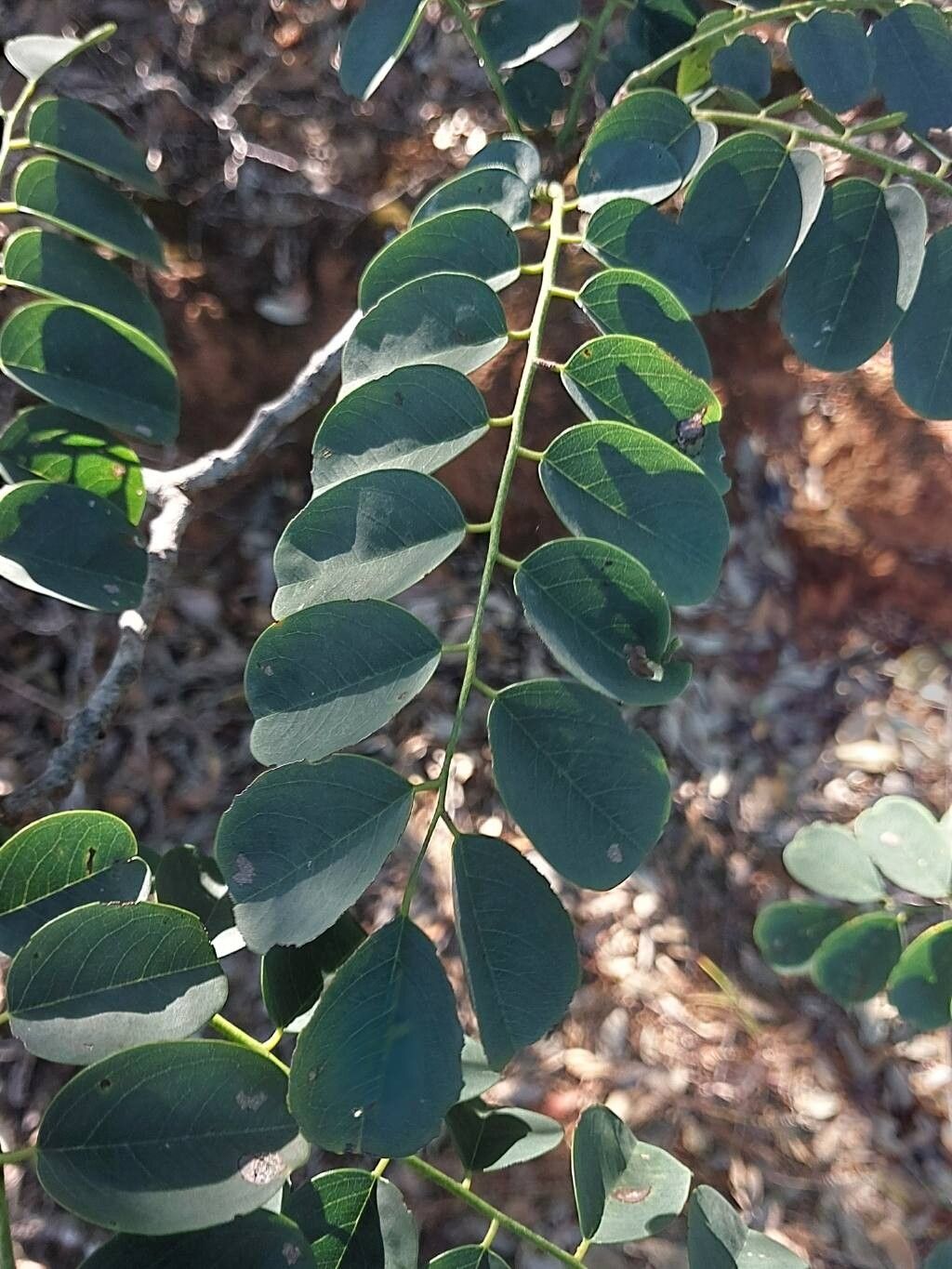 Dalbergia bracteolata leaf