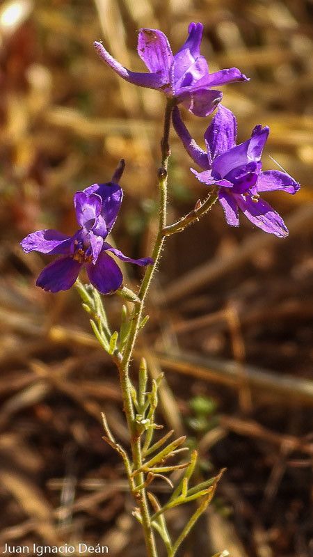 Delphinium pubescens flower