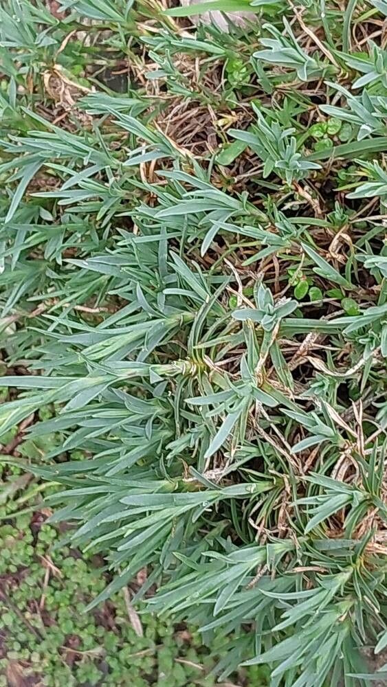 Dianthus leptopetalus — houseplant care guide