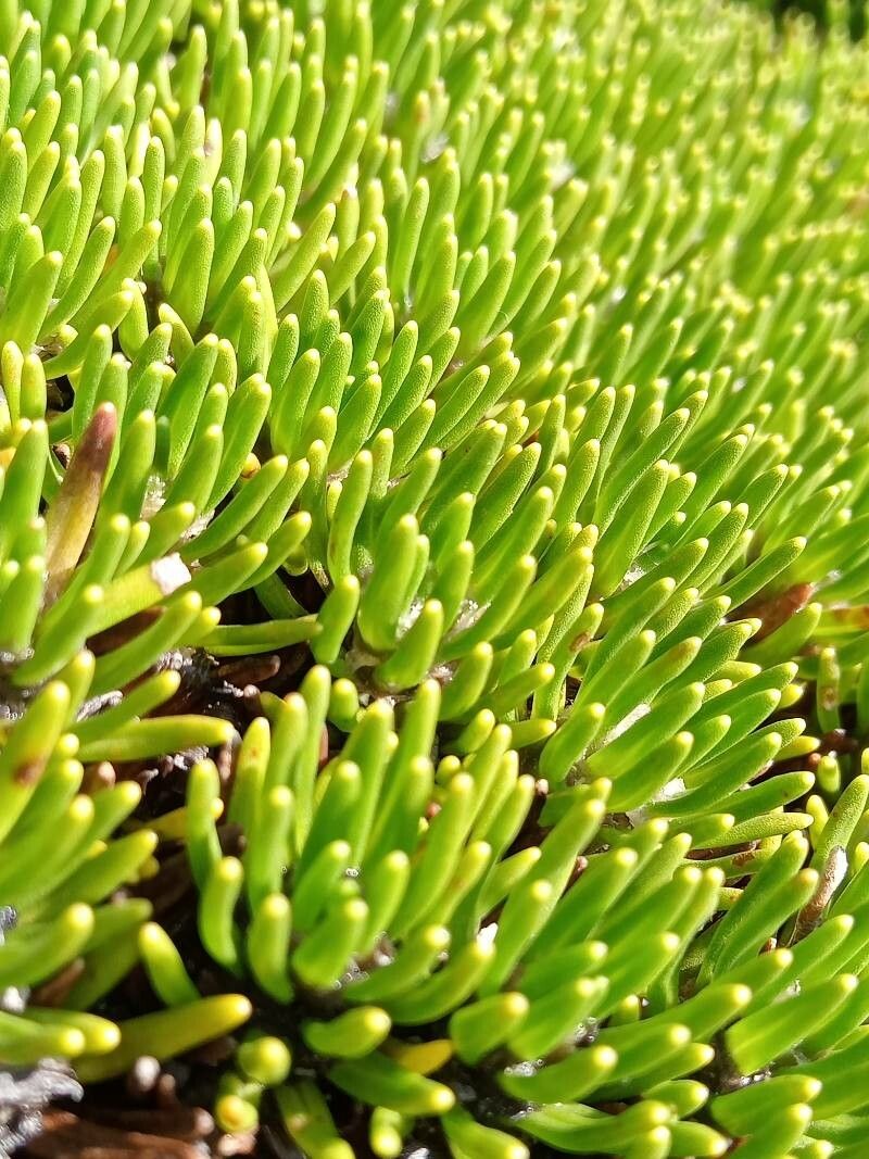 Werneria humilis leaf