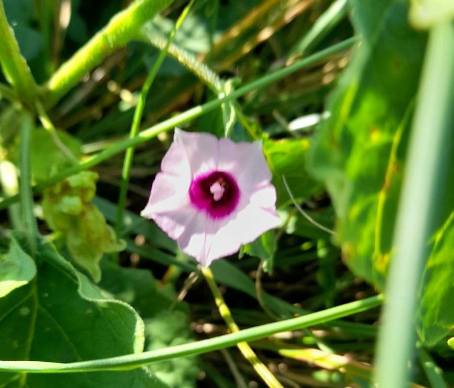 Ipomoea grandifolia flower