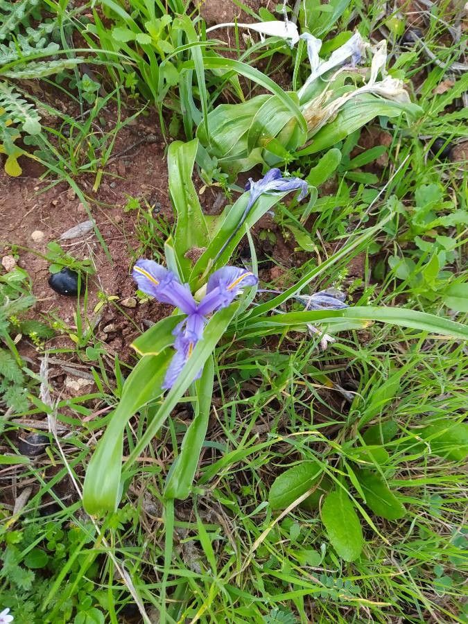 Iris planifolia habit