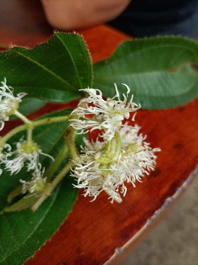 Miconia affinis flower