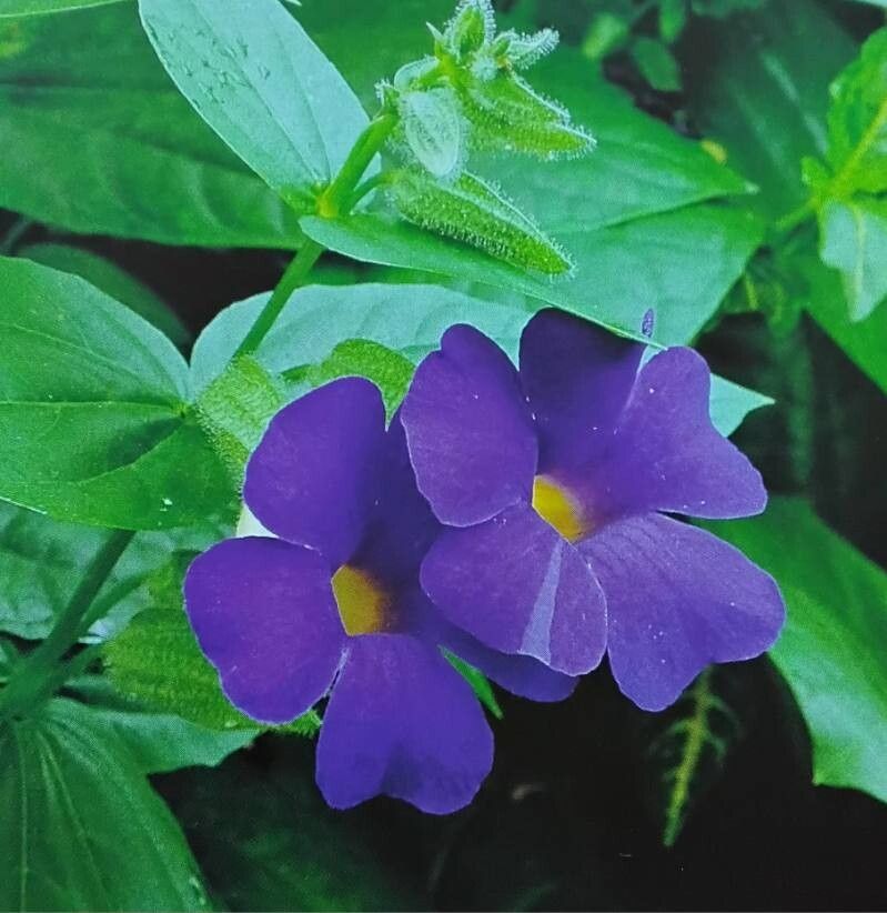 Thunbergia togoensis — search result for 'Togo'