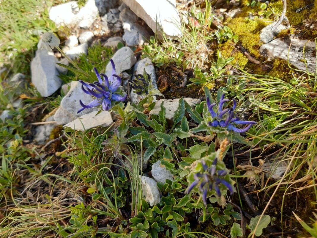 Phyteuma sieberi habit