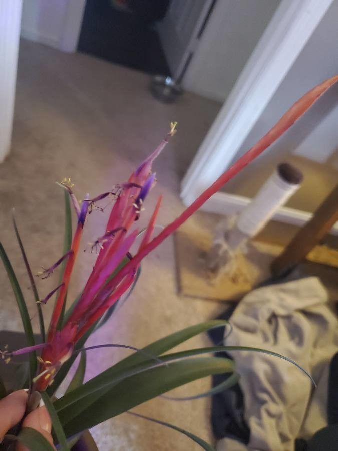 Tillandsia paucifolia flower