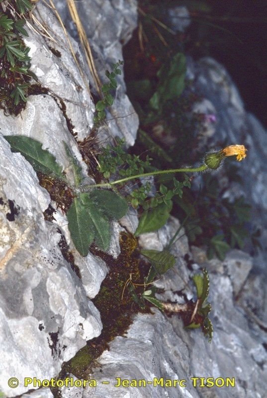 Hieracium bornetii habit