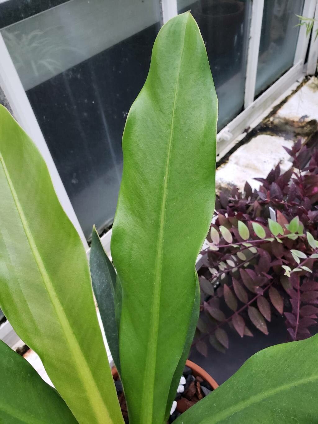 Philodendron bicolor leaf
