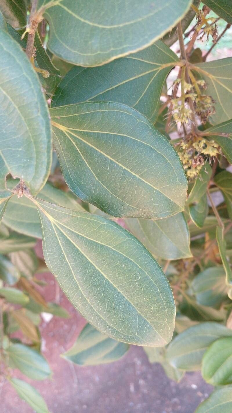 Strychnos pseudoquina leaf