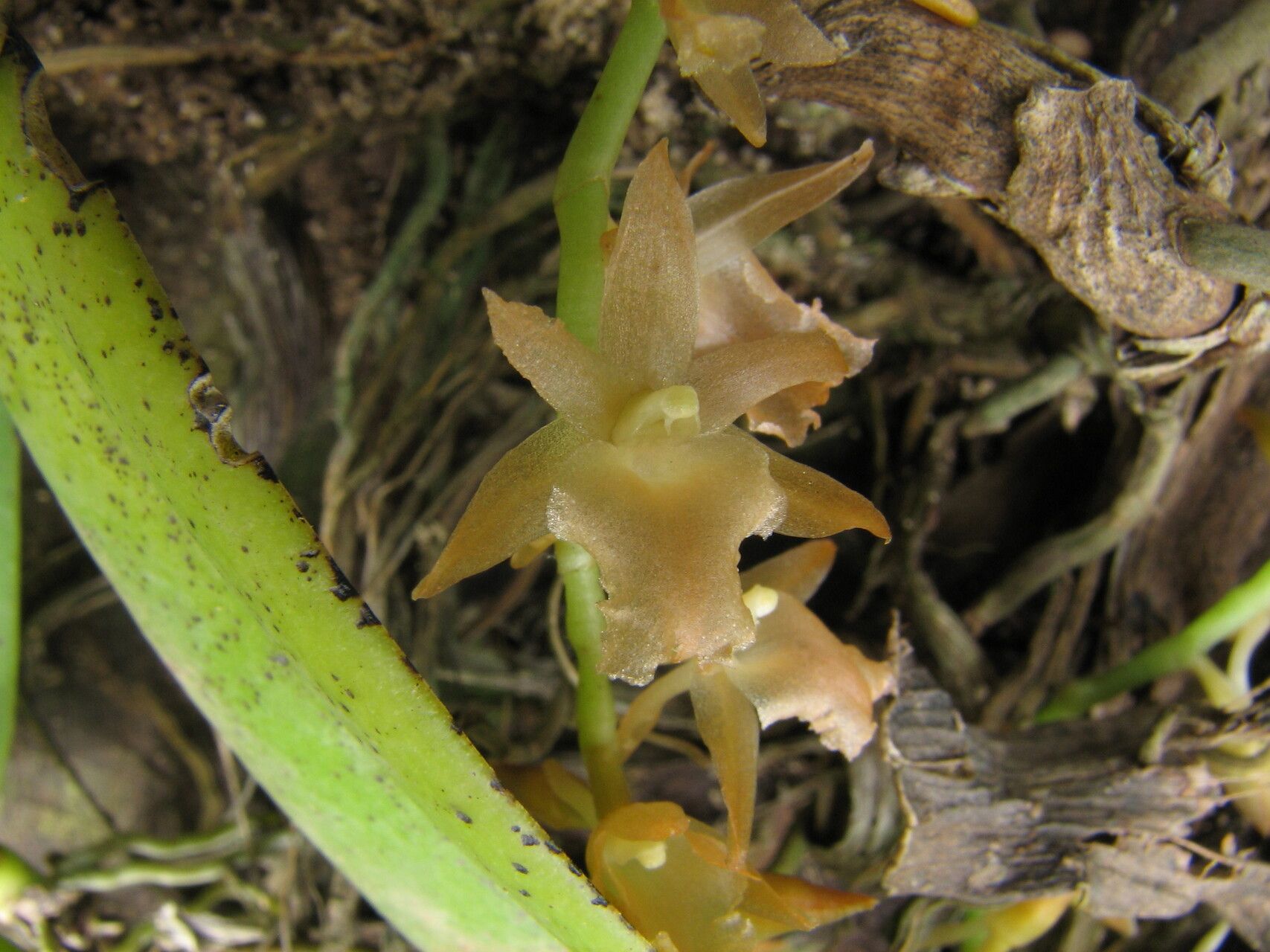 Diaphananthe dorotheae flower