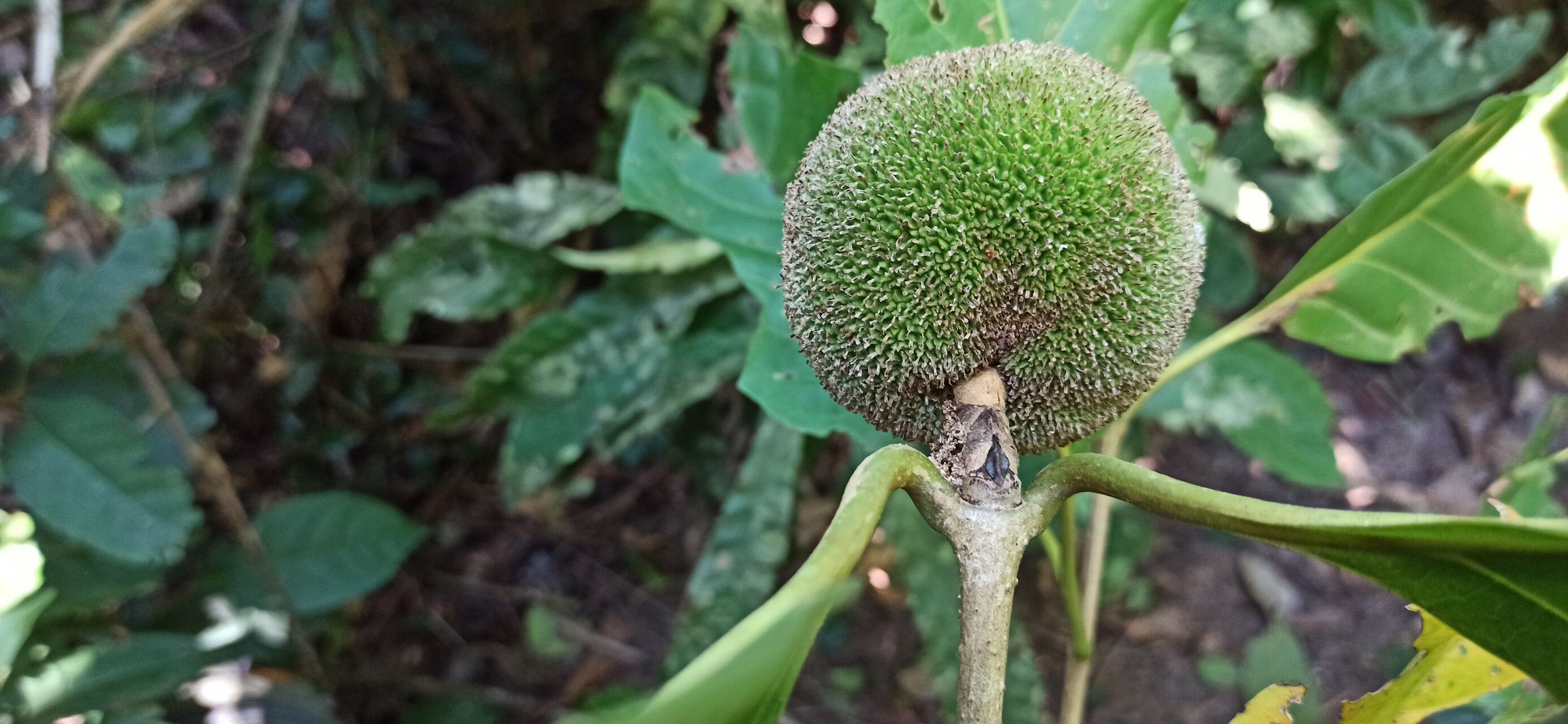 Nauclea pobeguinii fruit