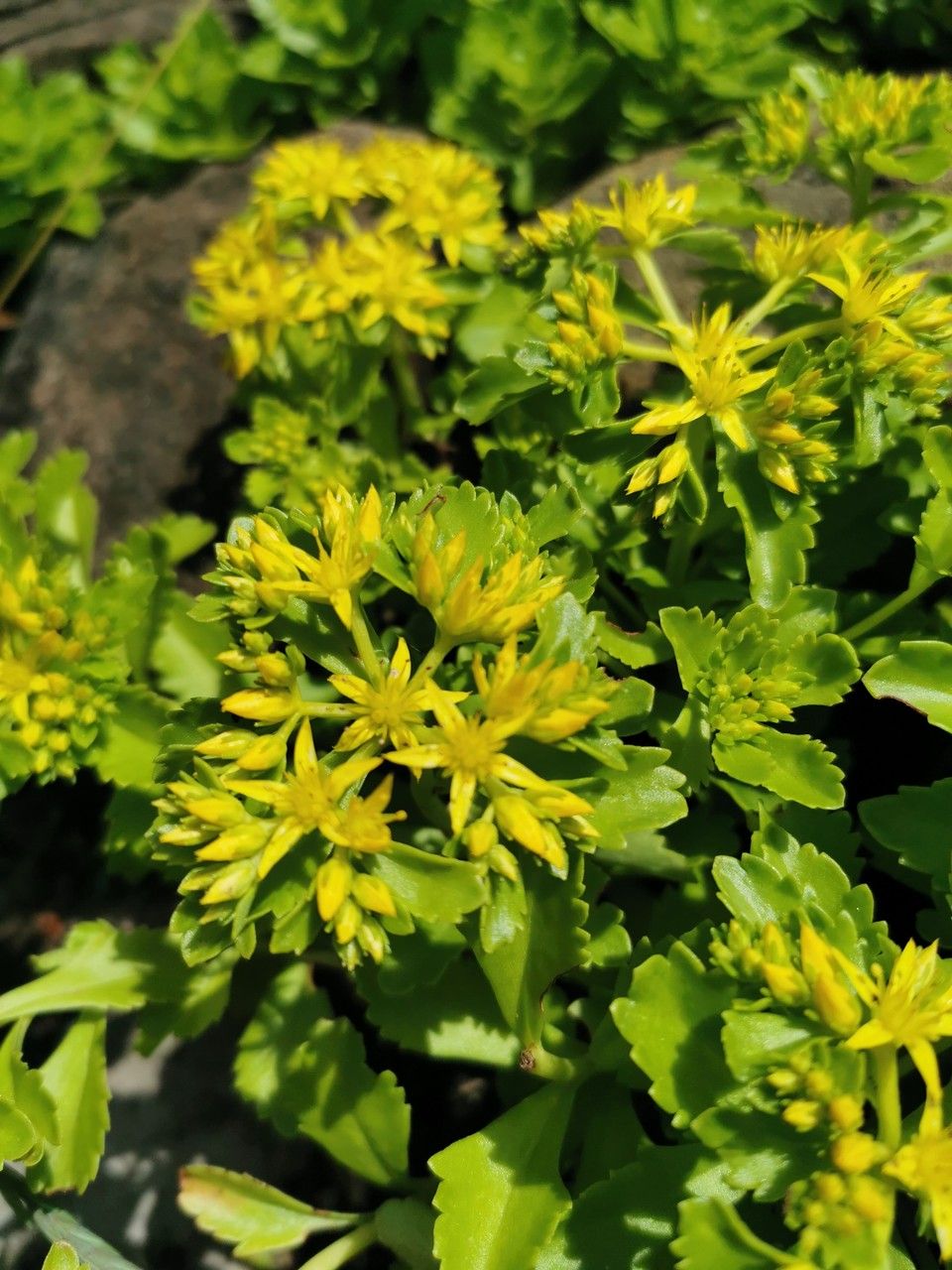 Phedimus aizoon flower