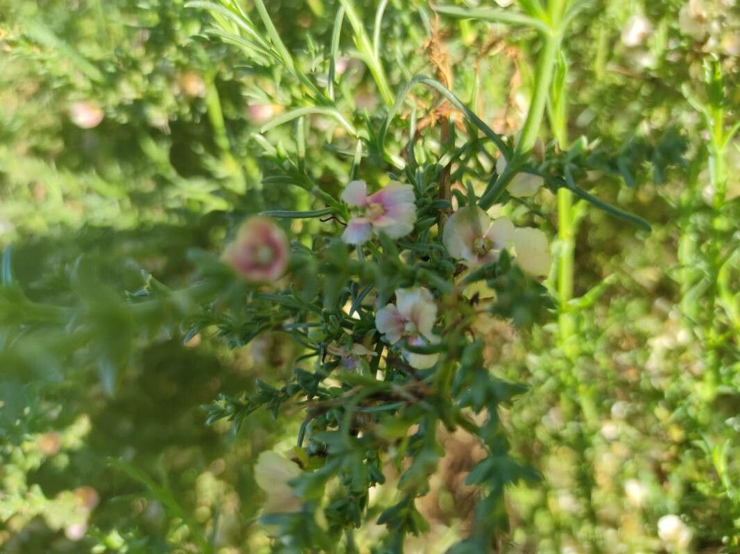 Soda oppositifolia flower
