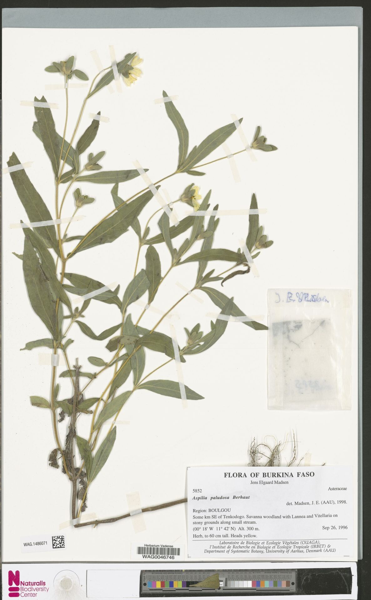 Aspilia paludosa — search result for 'Aspilia'