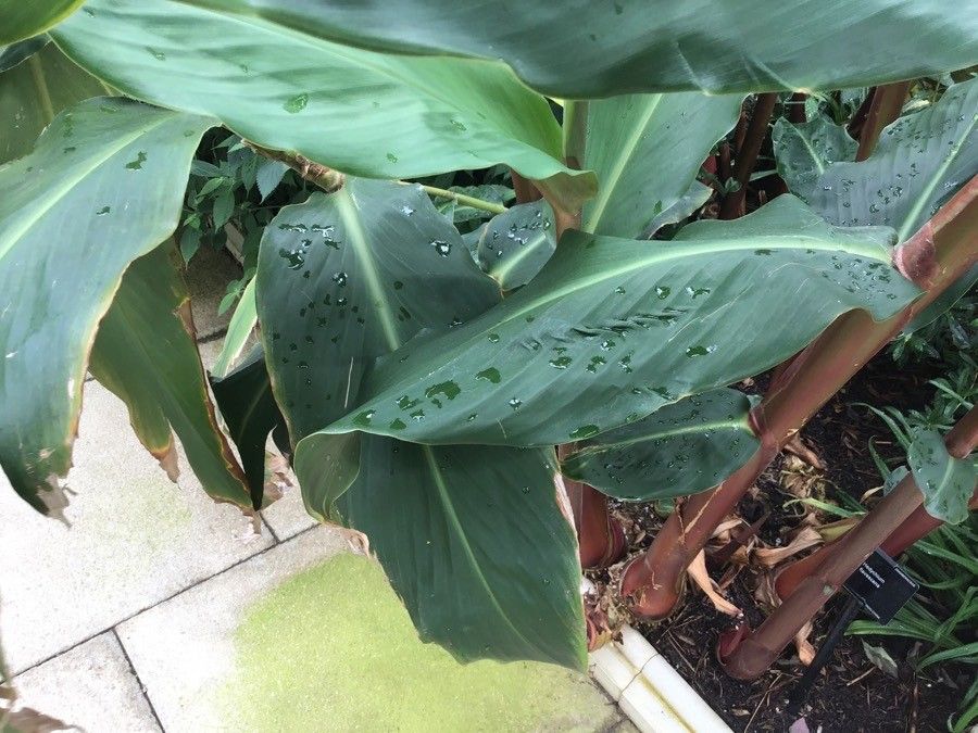 Hedychium flavescens