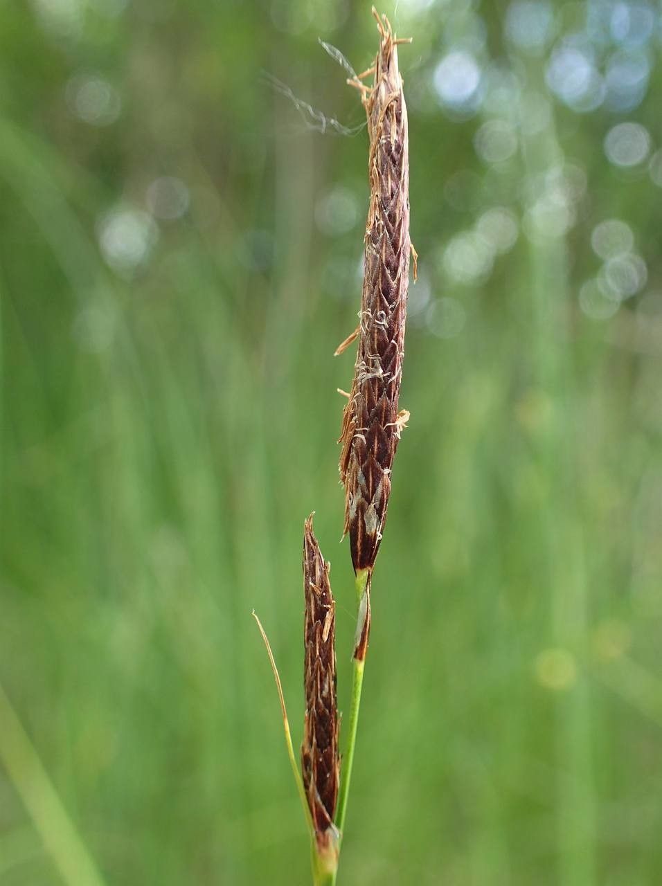Carex melanostachya fruit