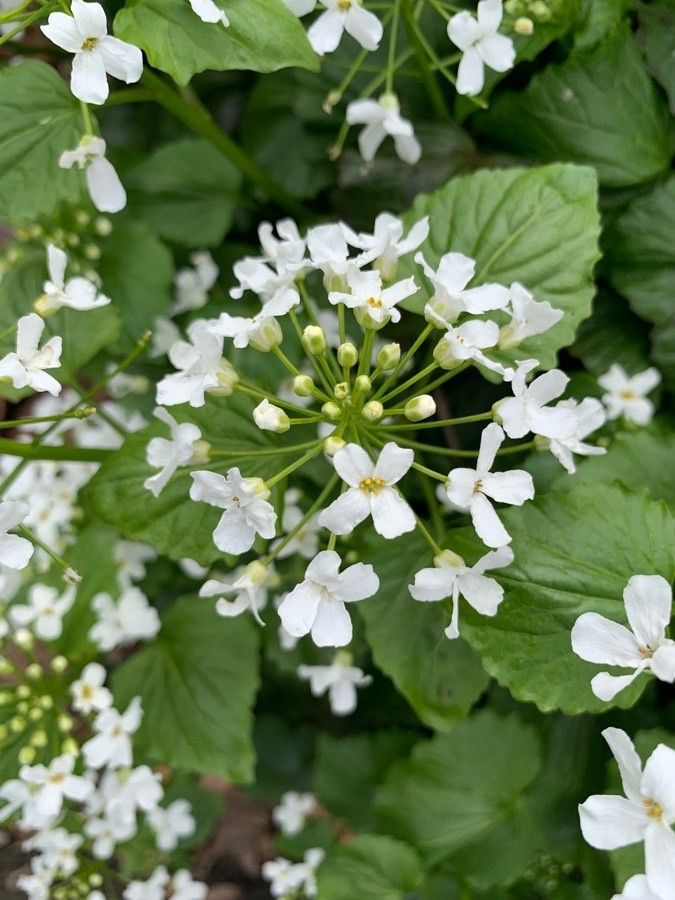 Thlaspi macrophyllum flower