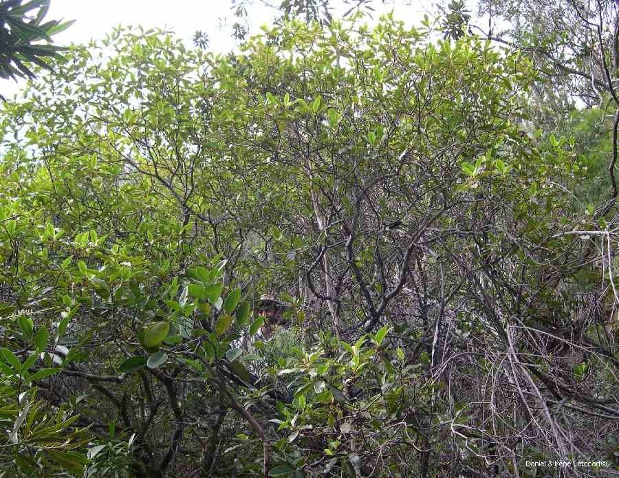 Myricanthe discolor habit