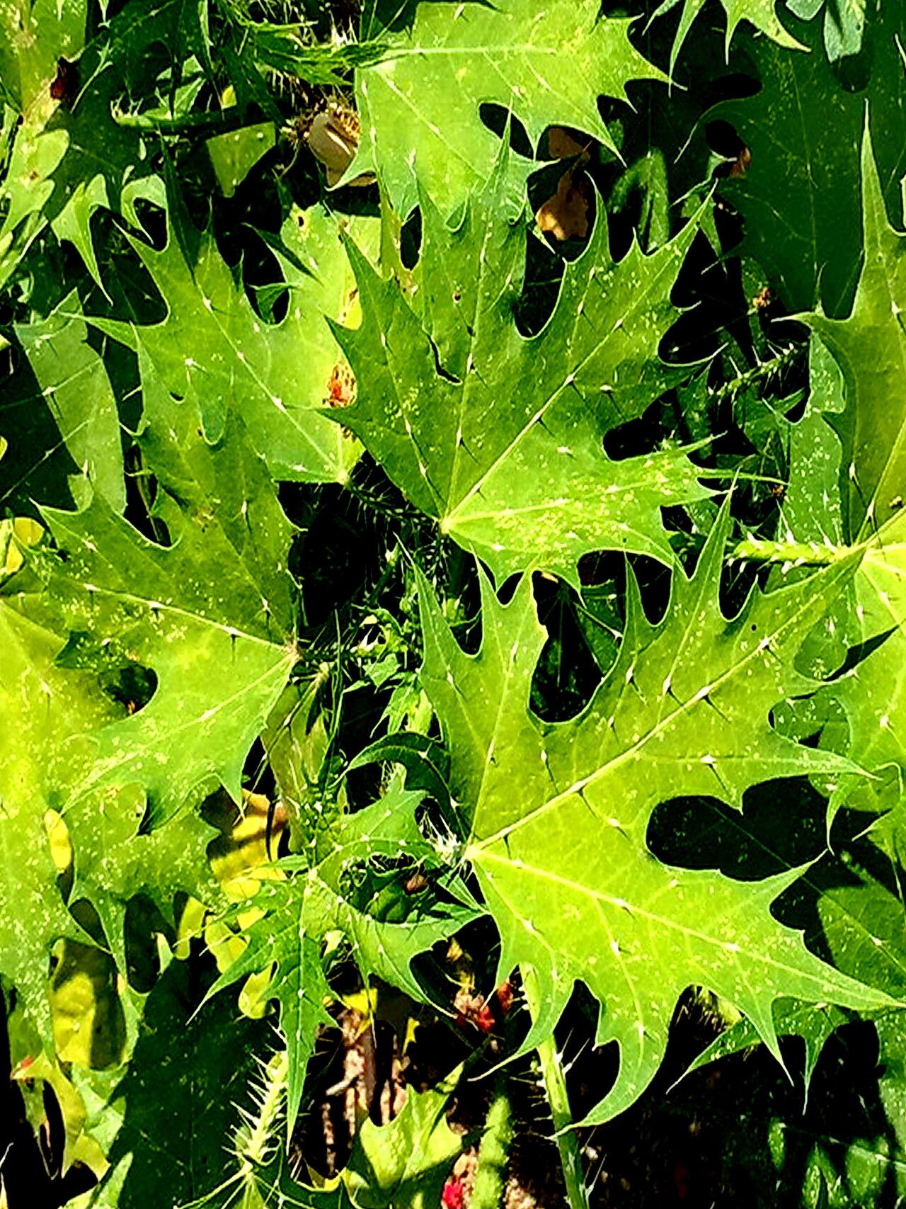 Cnidoscolus maculatus — related species from the same genus