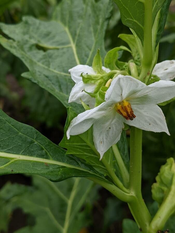 Solanum macrocarpon flower