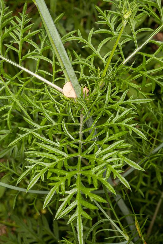 Scabiosa triandra — search result for 'Caprifoliaceae'