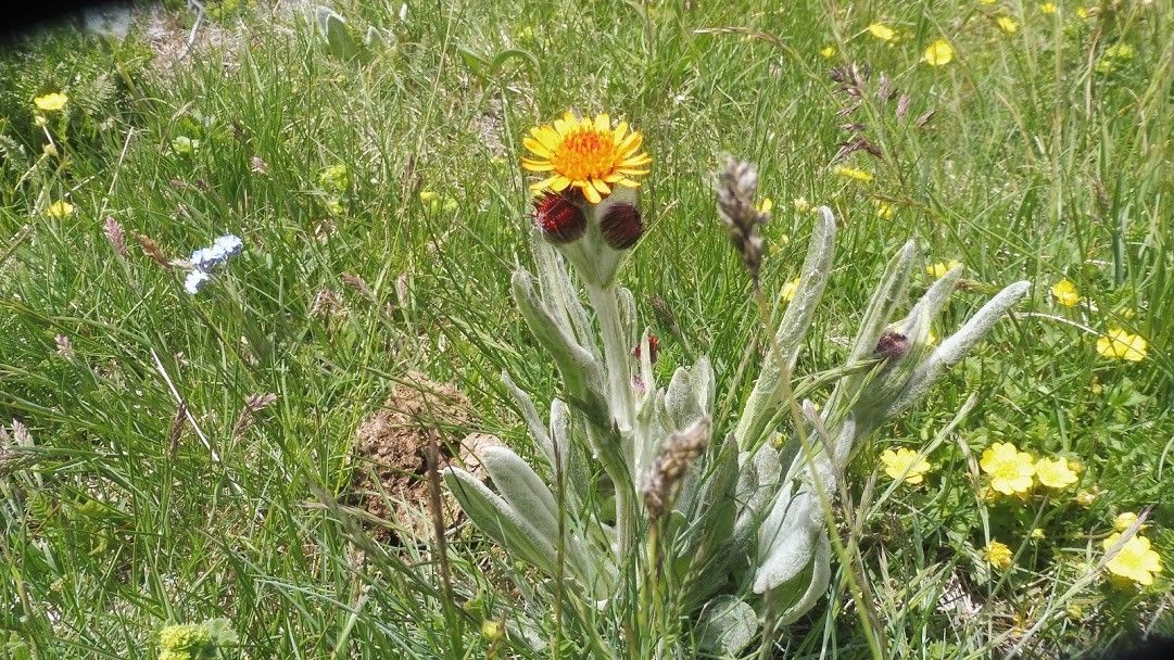 Tephroseris integrifolia bark
