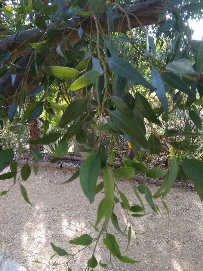 Eucalyptus macrandra — houseplant care guide