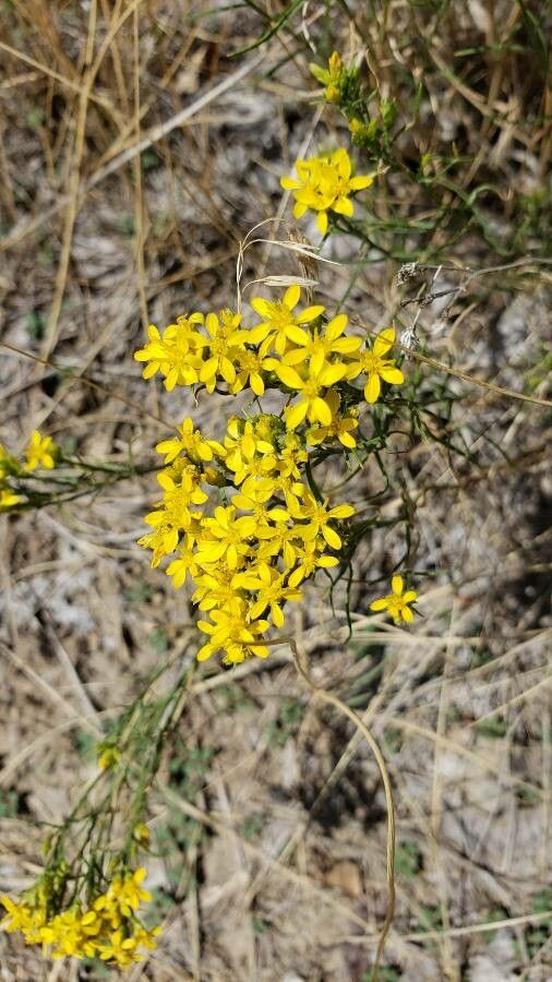 Gutierrezia sarothrae flower