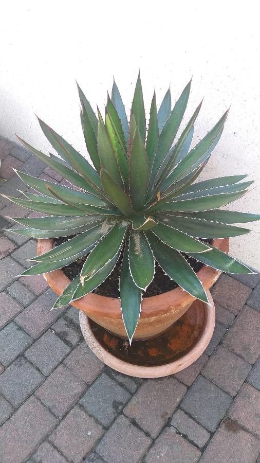 Agave horrida leaf