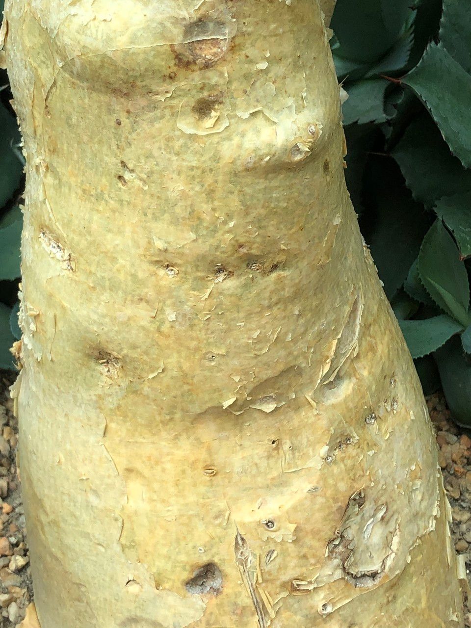 Cyphostemma currorii bark