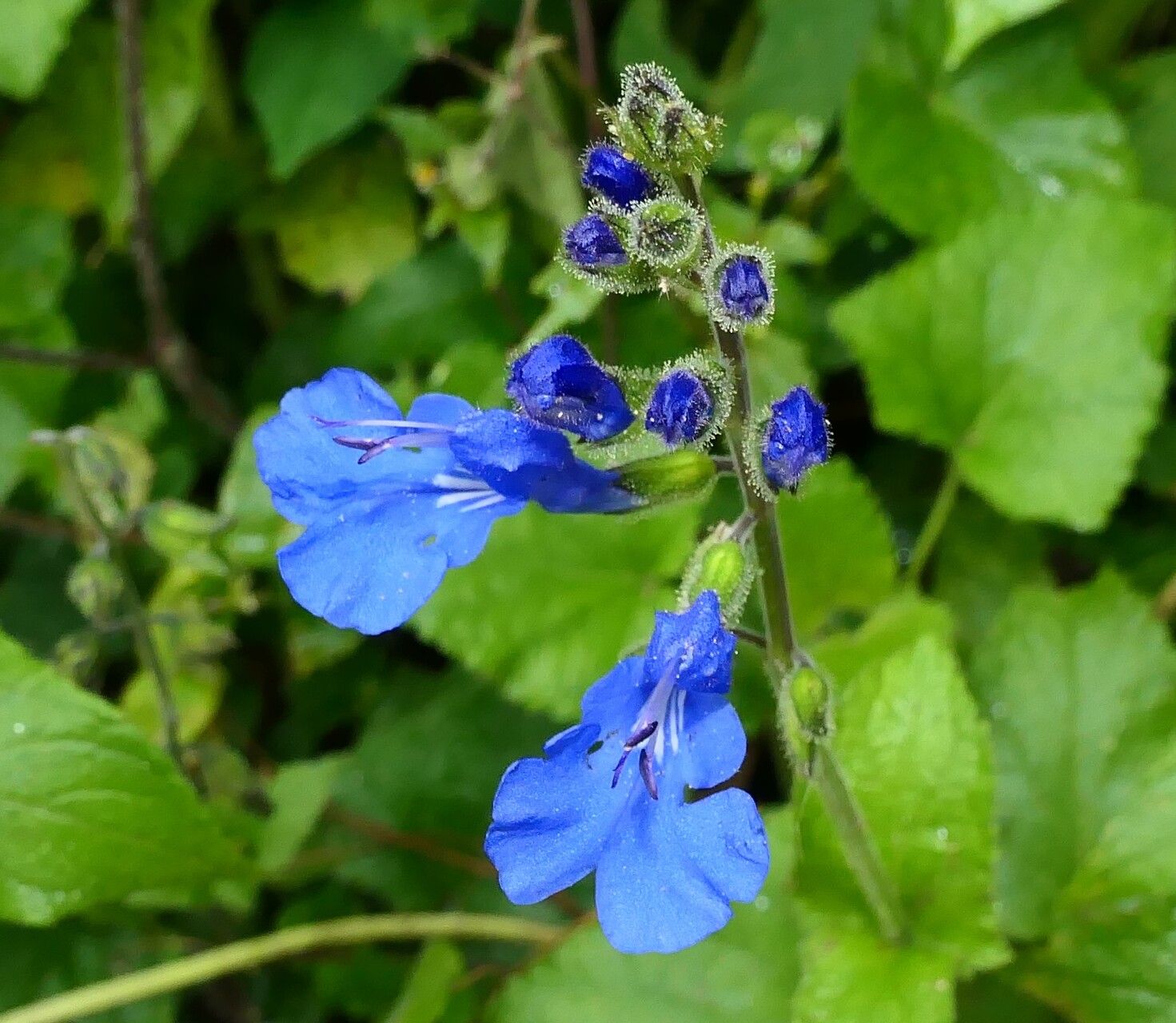 Salvia scutellarioides — houseplant care guide