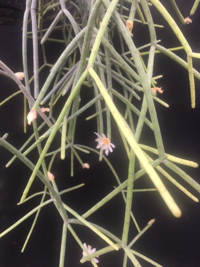 Rhipsalis neves-armondii flower