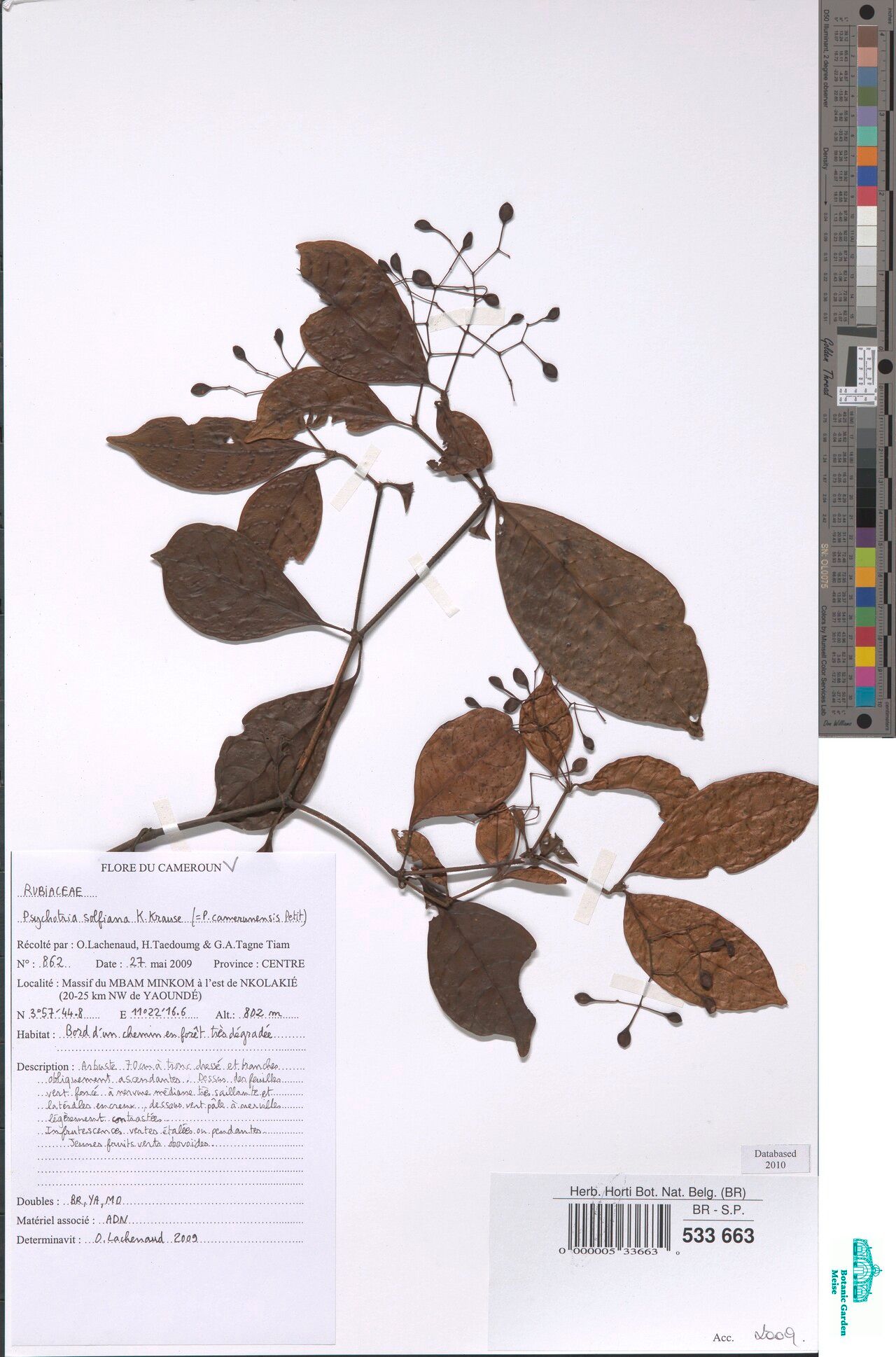 Psychotria camerunensis — houseplant care guide