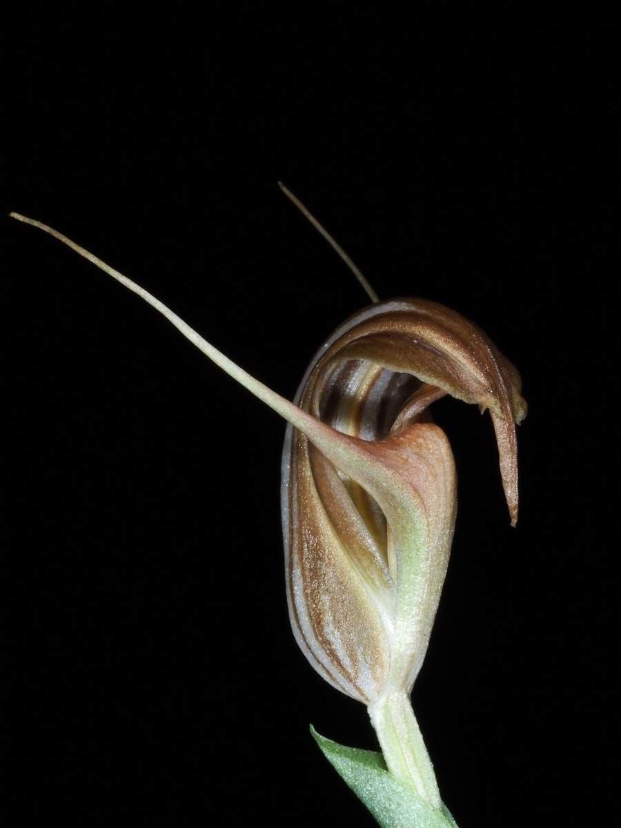 Pterostylis tenuicauda fruit