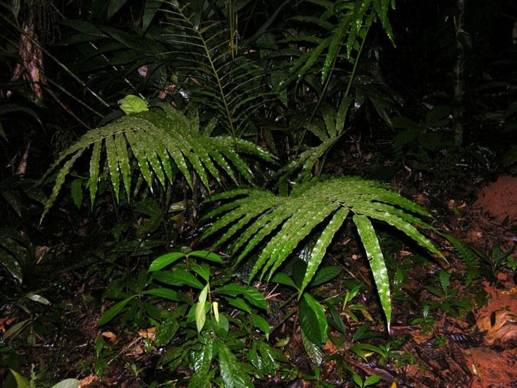Thelypteris falcata habit