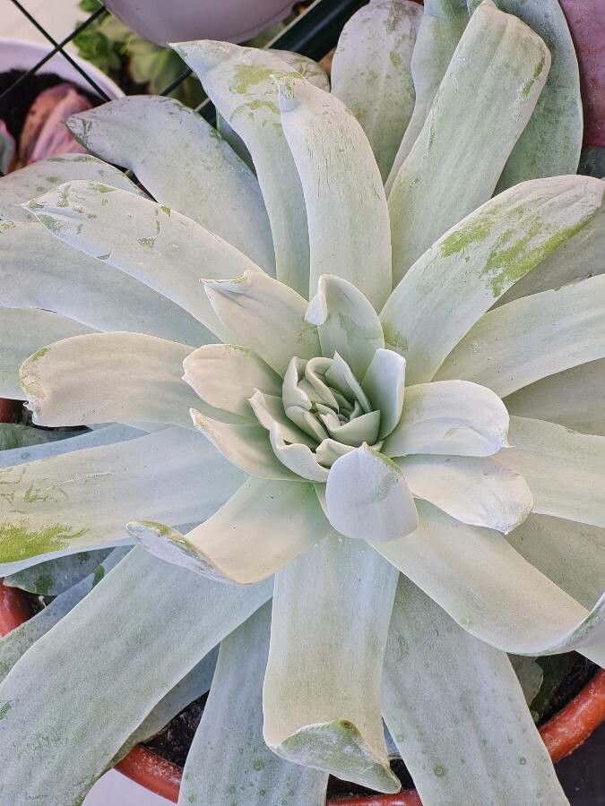 Dudleya pulverulenta — search result for 'Dudleya'
