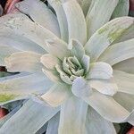 Dudleya pulverulenta