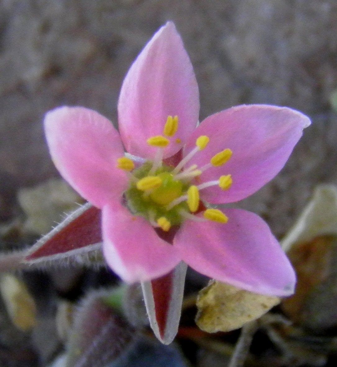 Minuartia geniculata flower