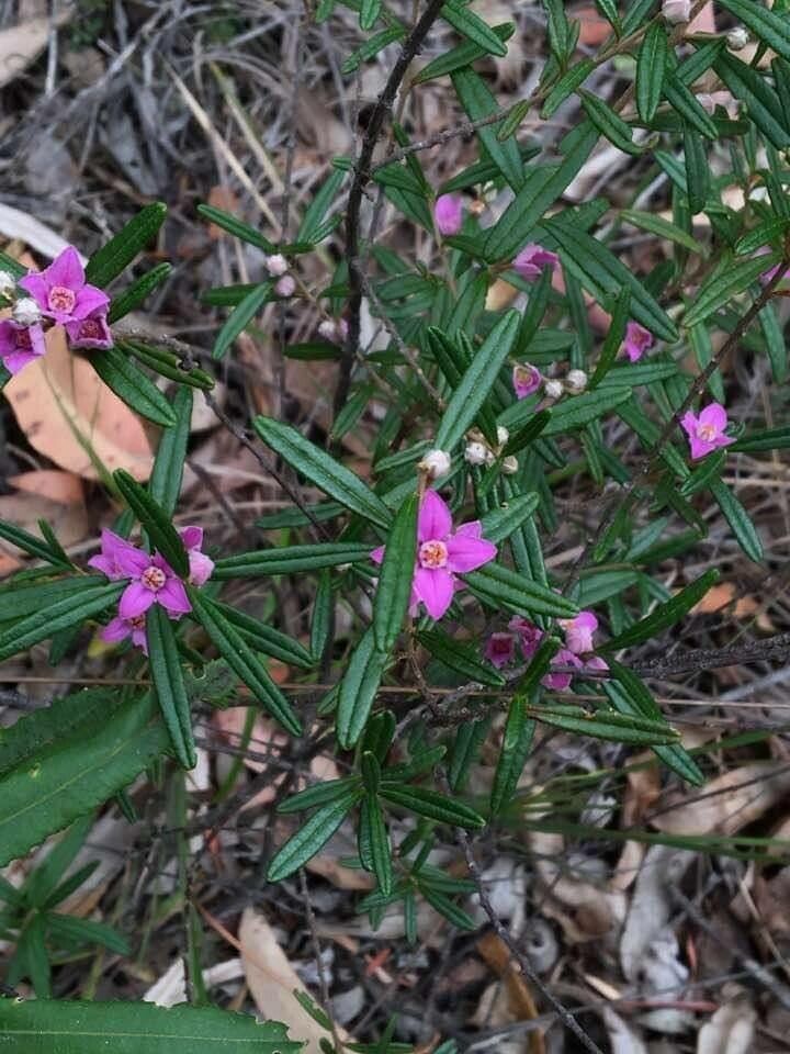 Boronia rosmarinifolia flower