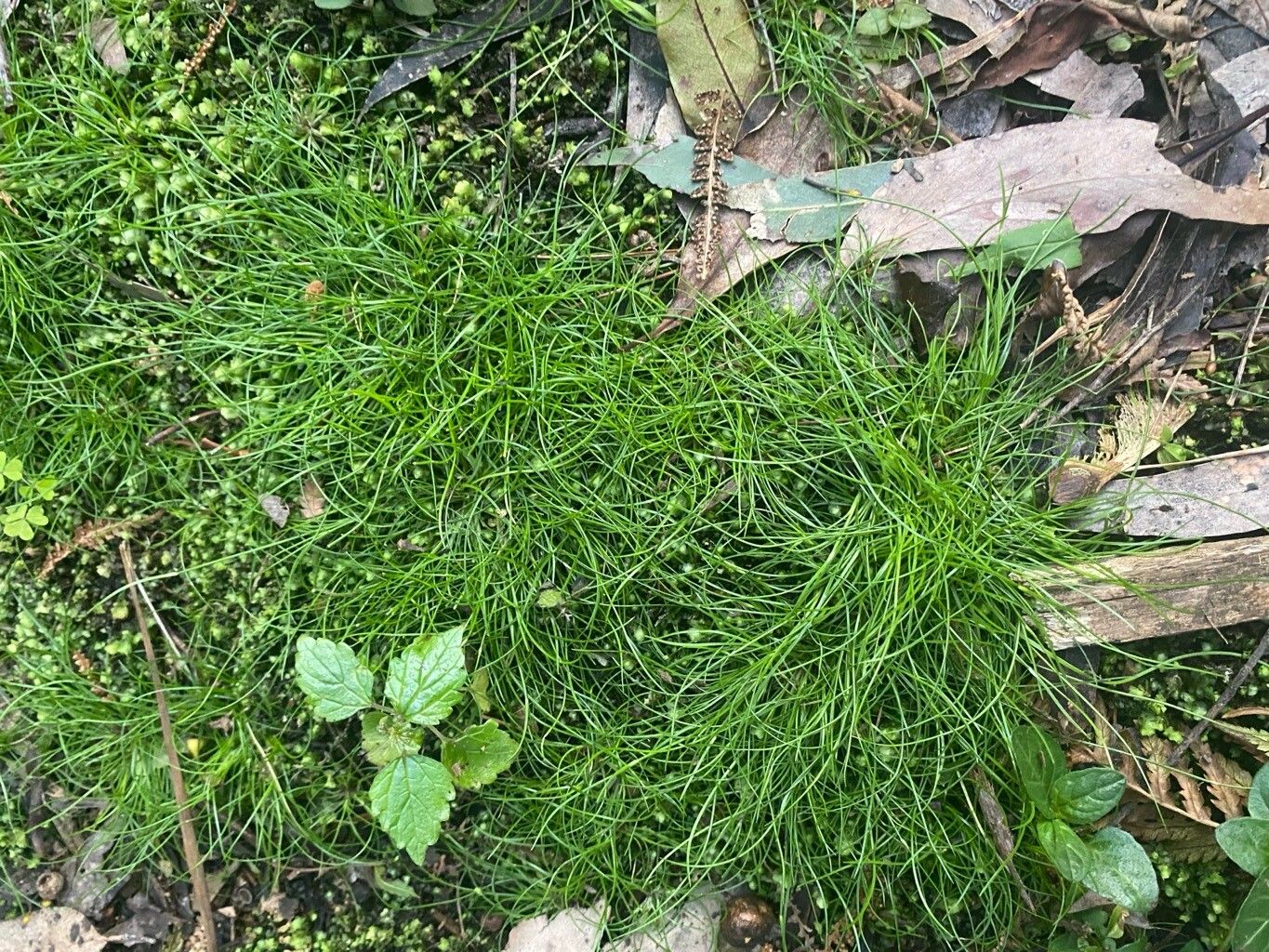 Cyperus gracilis — houseplant care guide