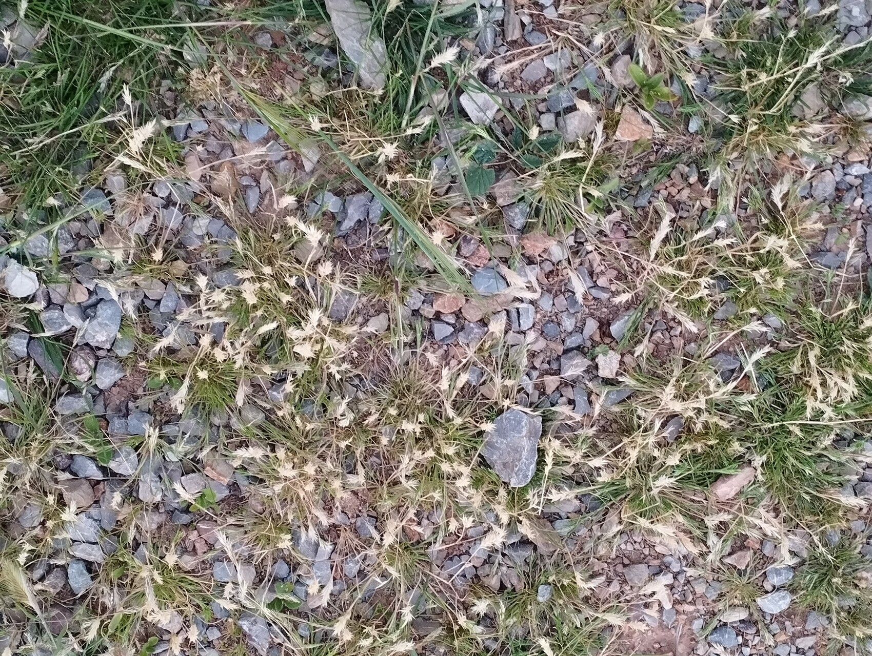 Schismus barbatus fruit