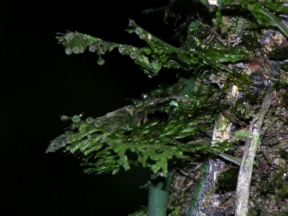 Polyphlebium diaphanum other