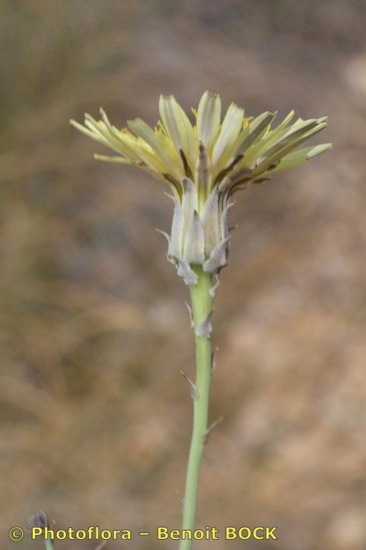 Launaea pumila other