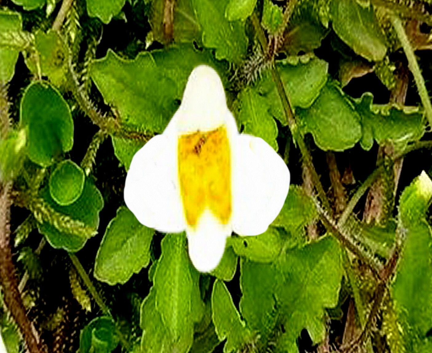 Mazus alpinus